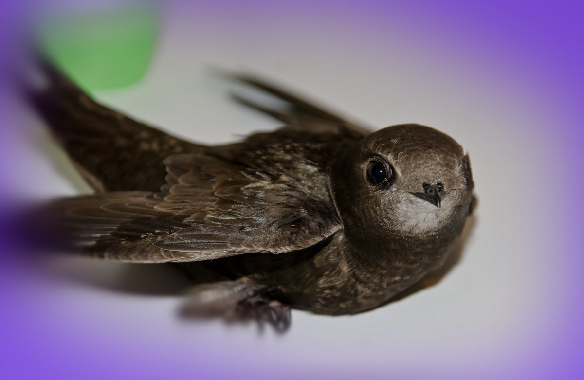 Иглохвостый Стриж птенец