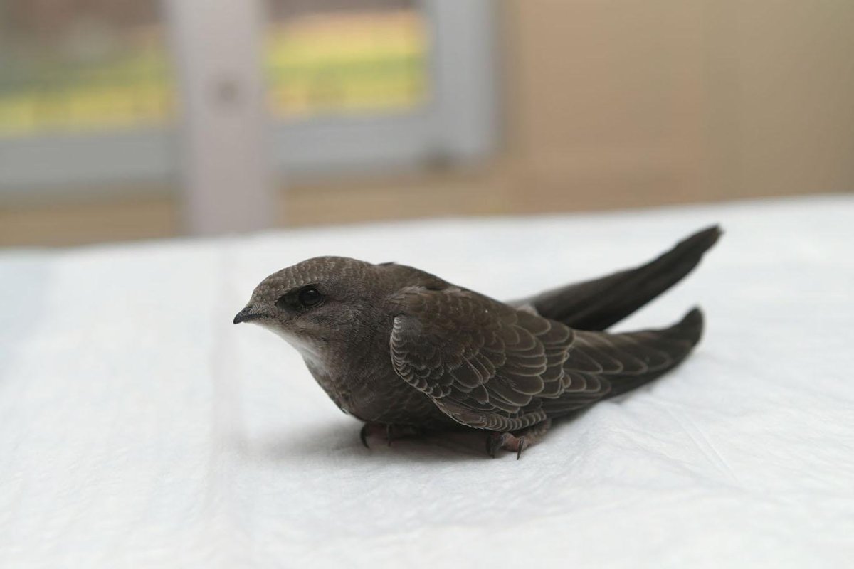 Птица Абабиль фото