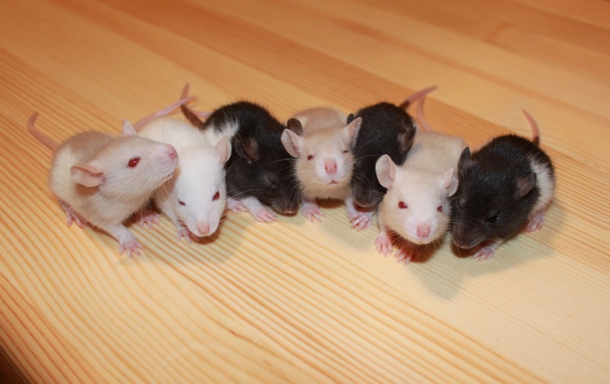 Сатиновая крыса Дамбо