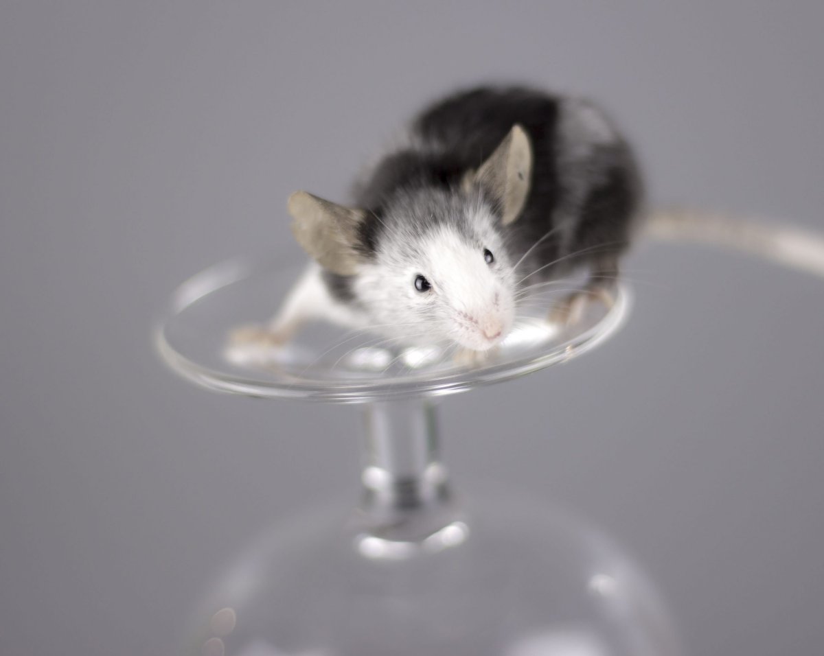 Мышей короткошёрстные