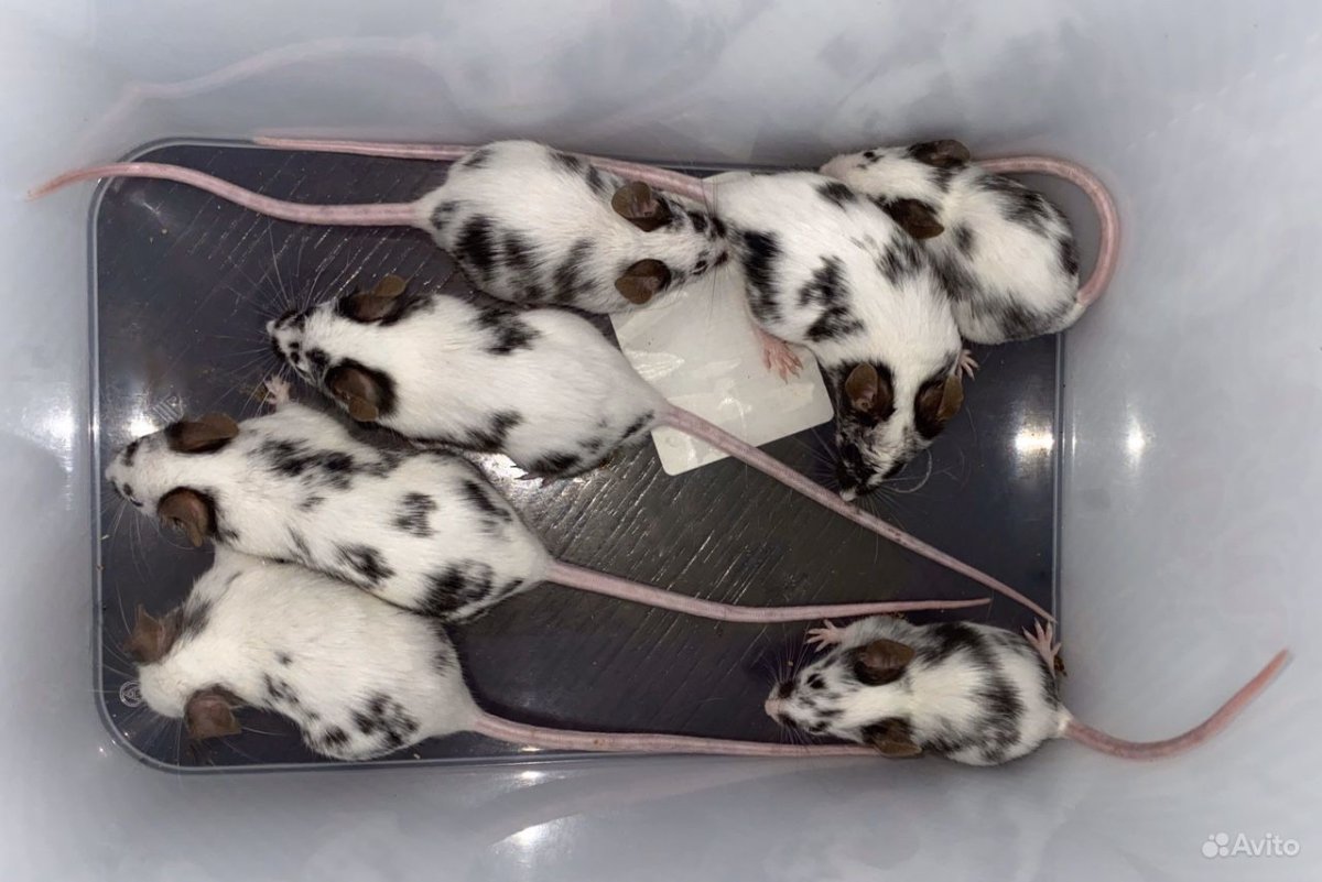 Декоративные мыши Далматин)