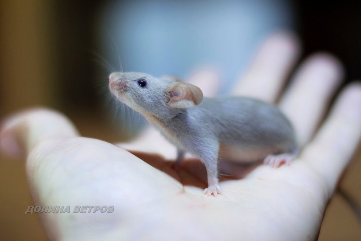 Декоративные мыши Тан