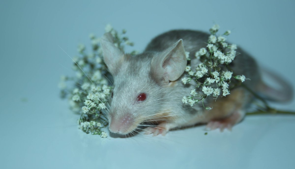 Сиамская крыса