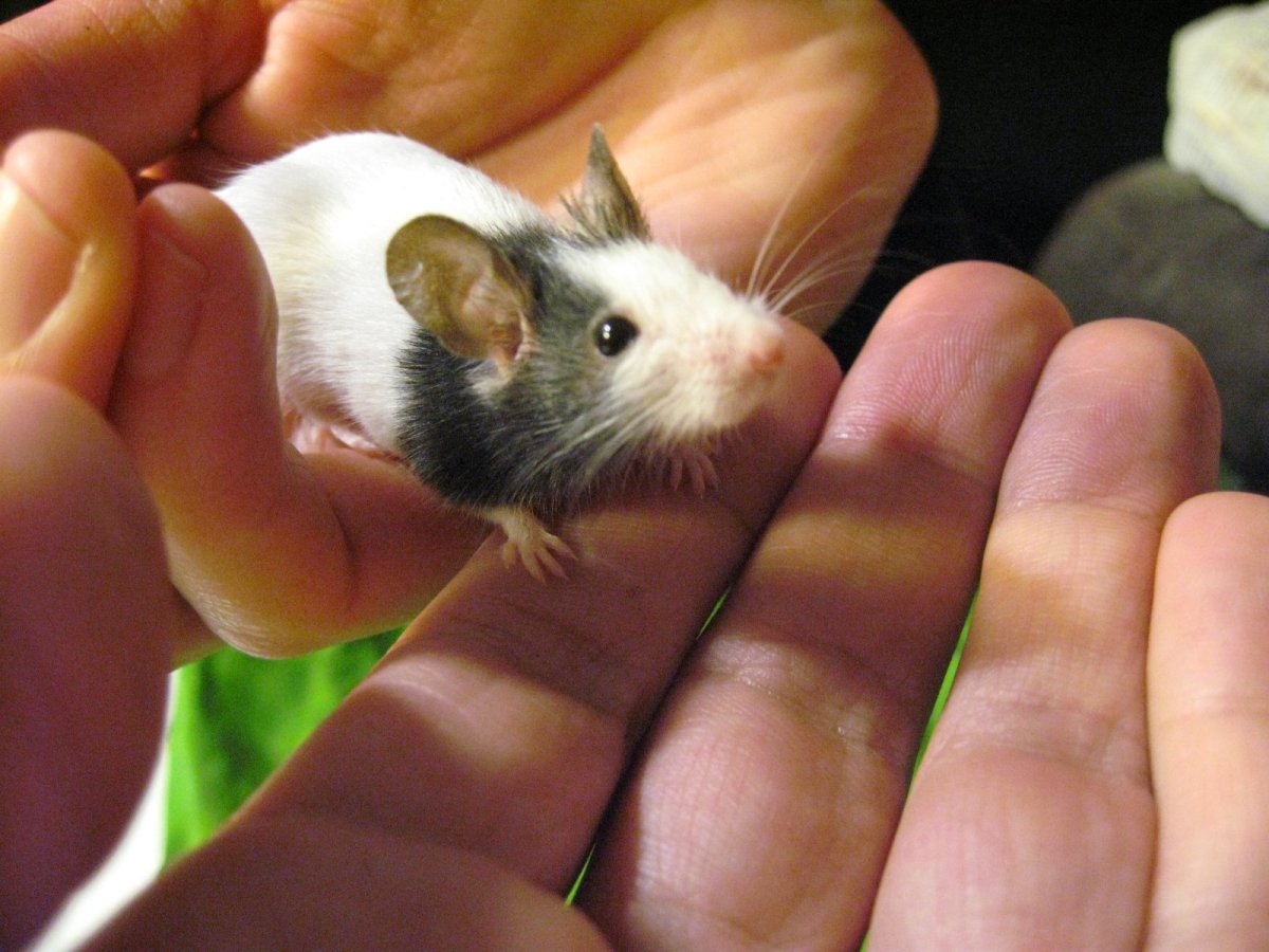 Карликовая бамбуковая японская мышь