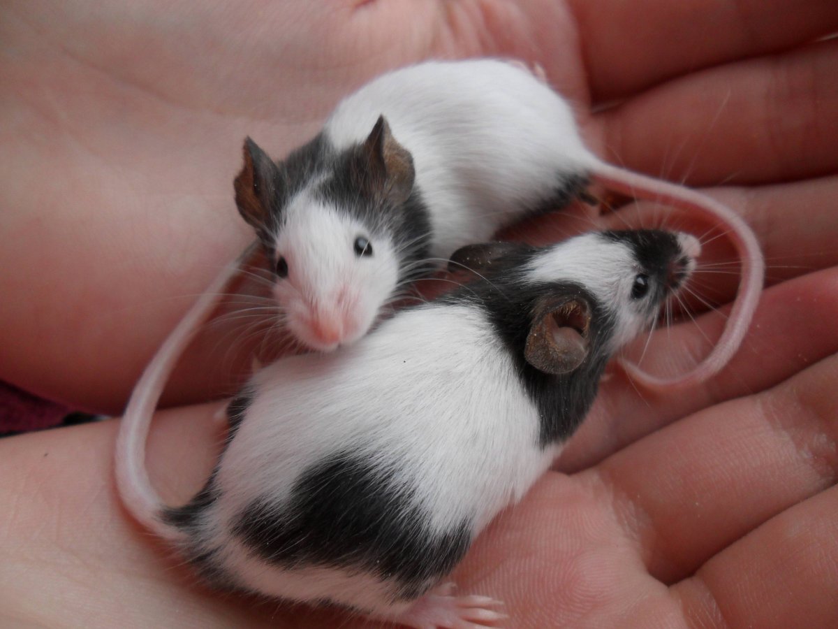 Карликовая бамбуковая мышка японская