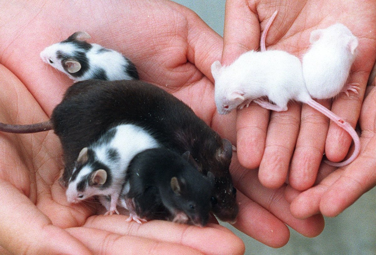 Карликовые мышки