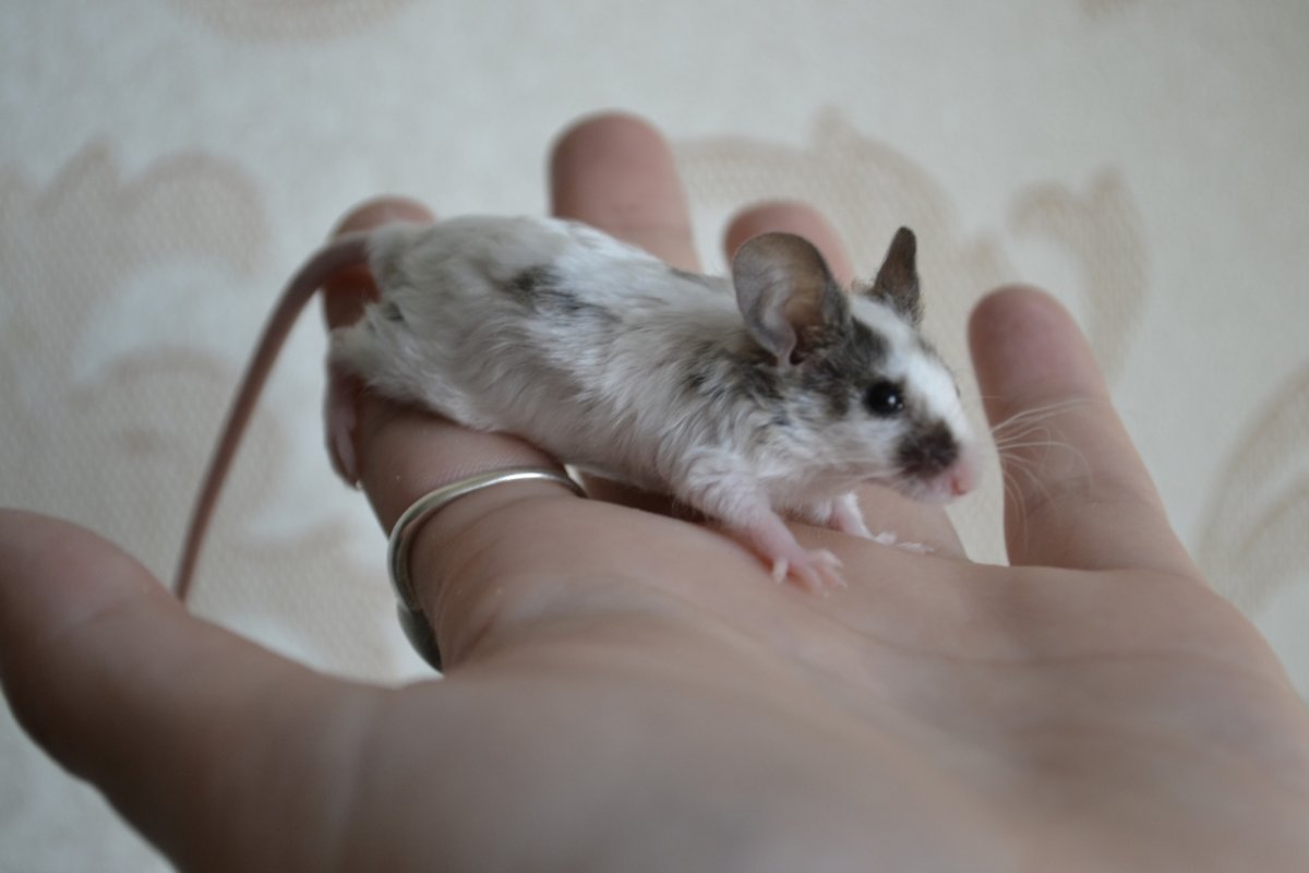 Мышки хаски