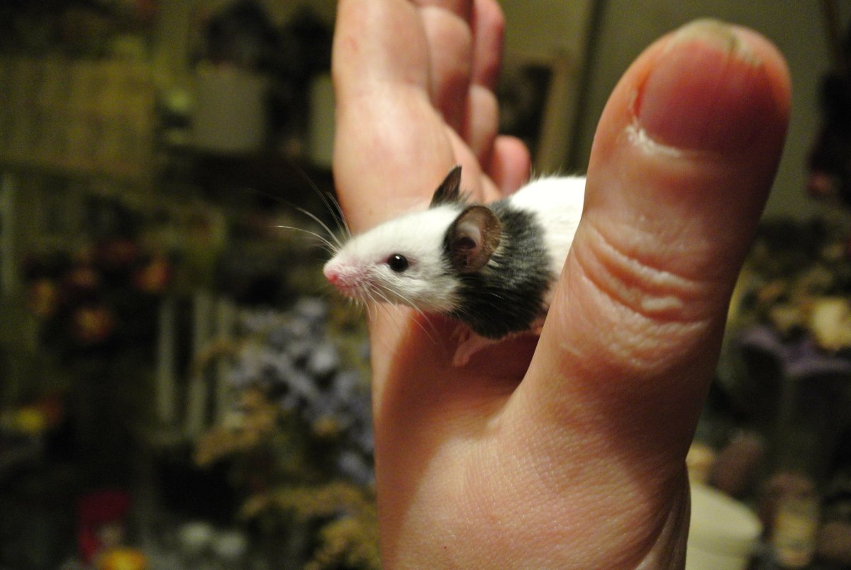 Японская бамбуковая мышь