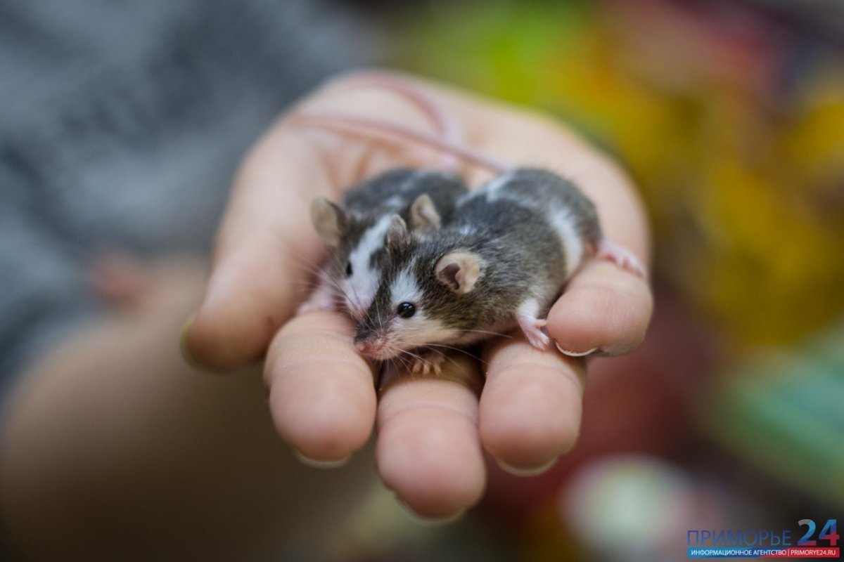 Японская бамбуковая мышь