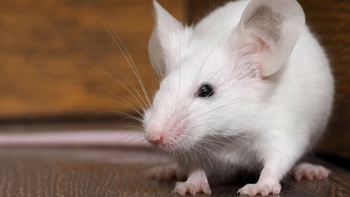 Белая мышь