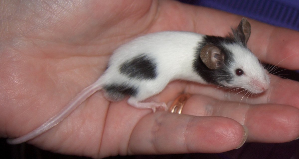 Карликовая бамбуковая мышка японская