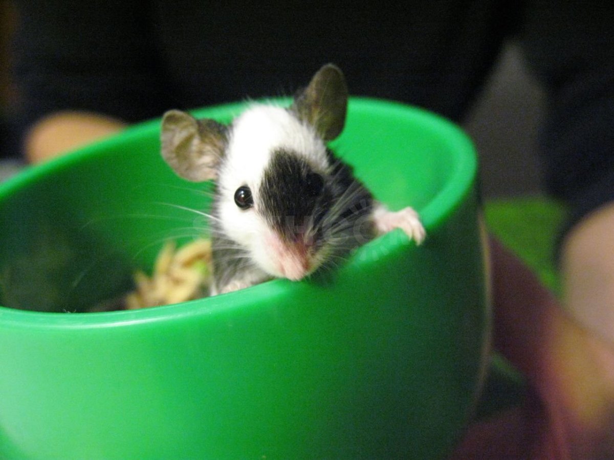 Японская карликовая мышка