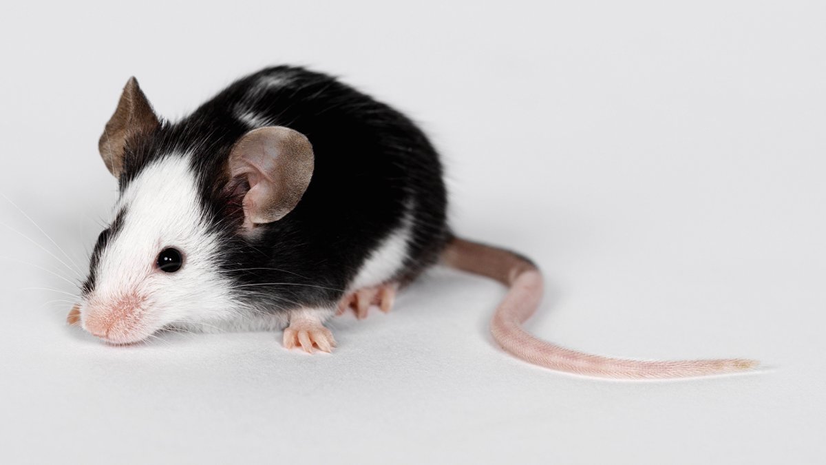 Чёрно белая крыса Дамбо