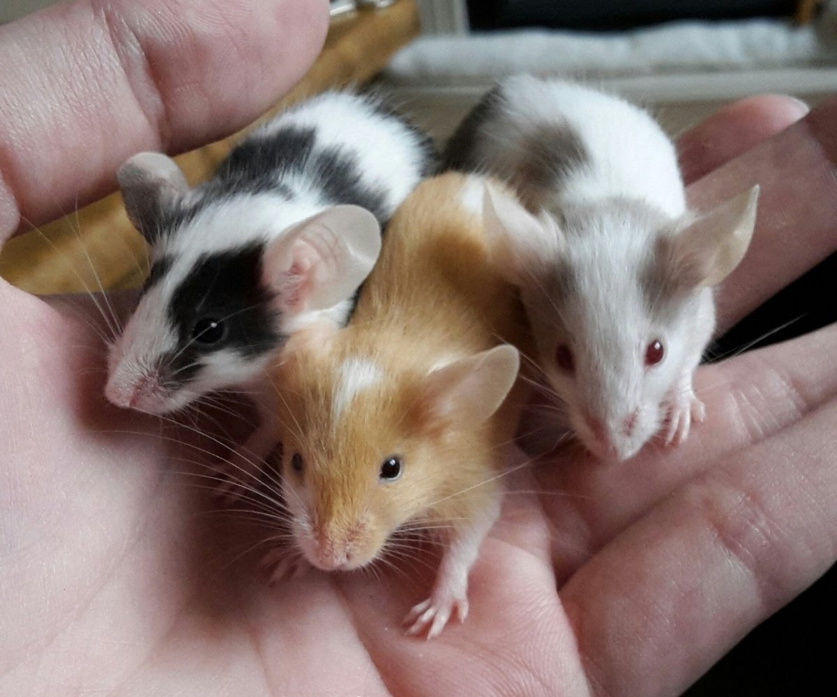 Домашняя мышь фото трёхцветная