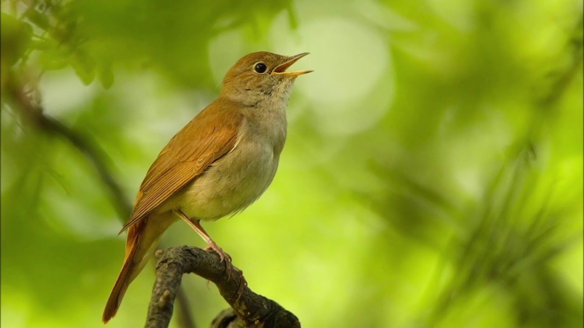 Соловей на ветке