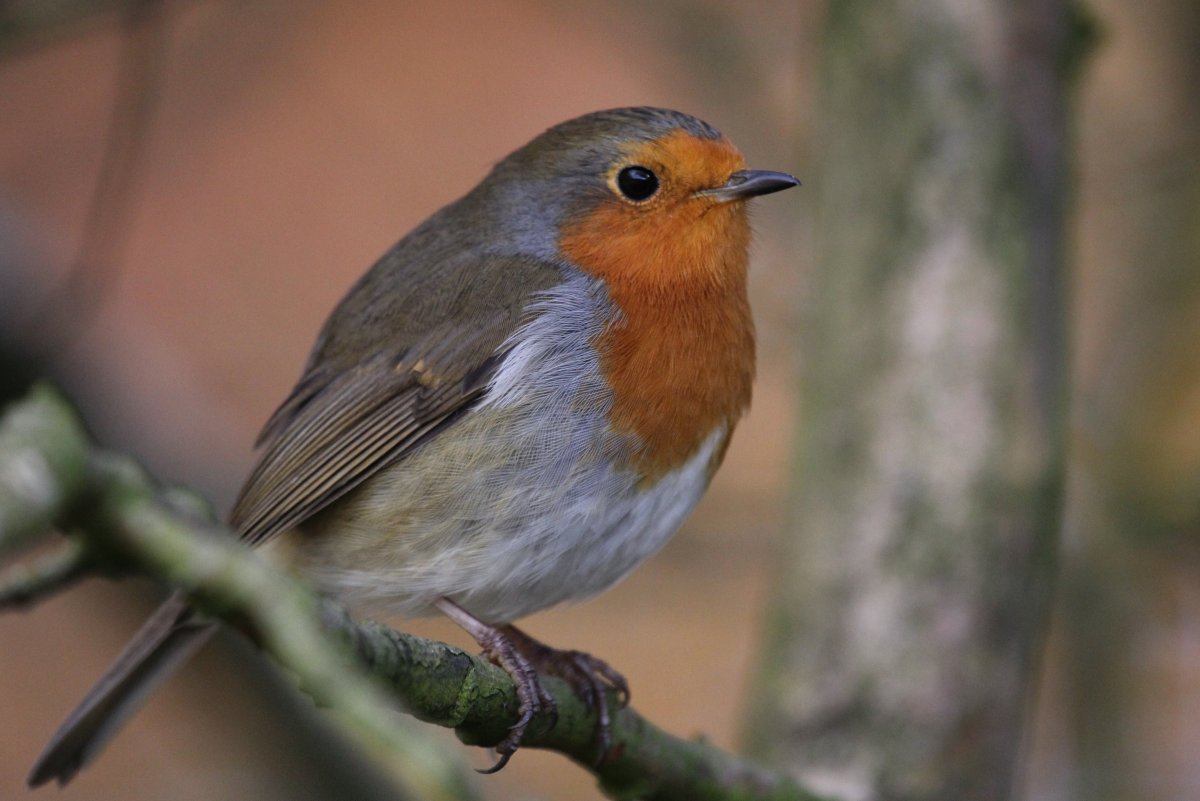 Птичка певчая