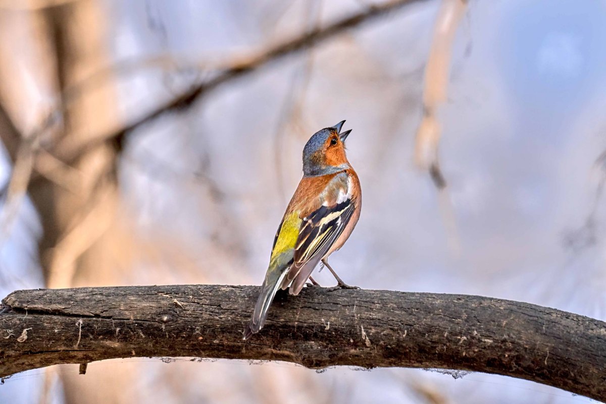 Голоса певчих птиц