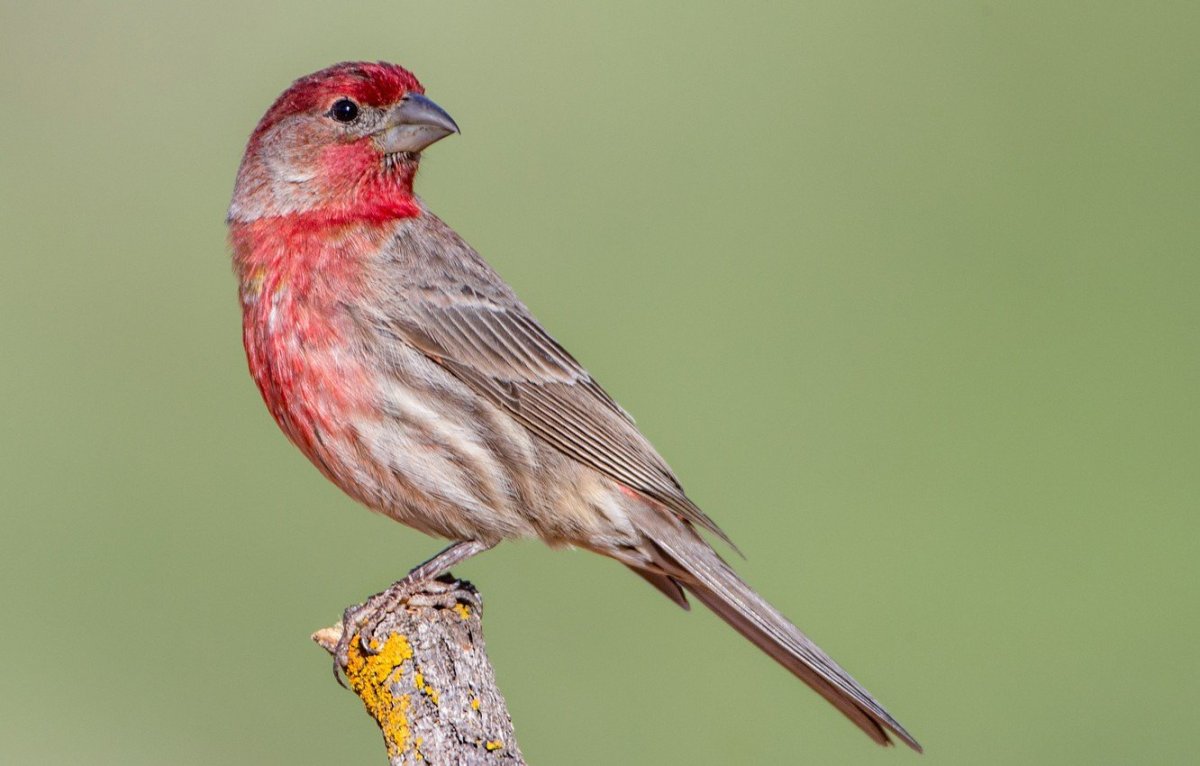 Чечевица обыкновенная птица