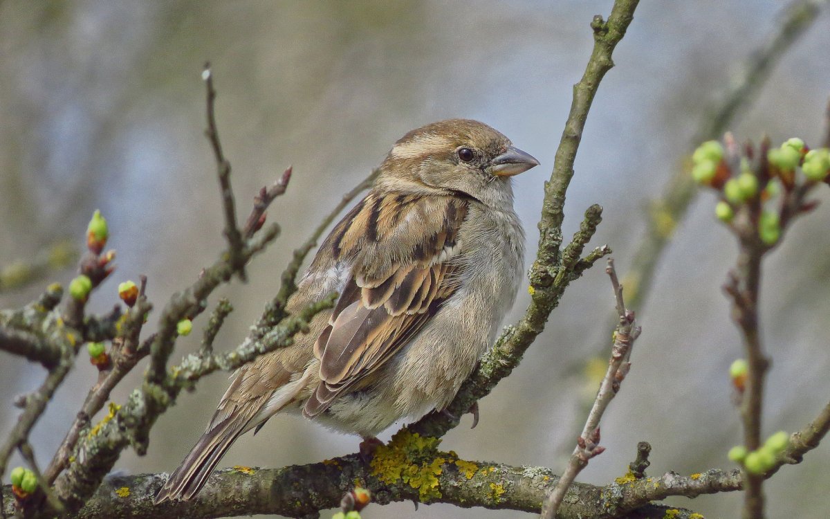 Воробьиные птицы фото
