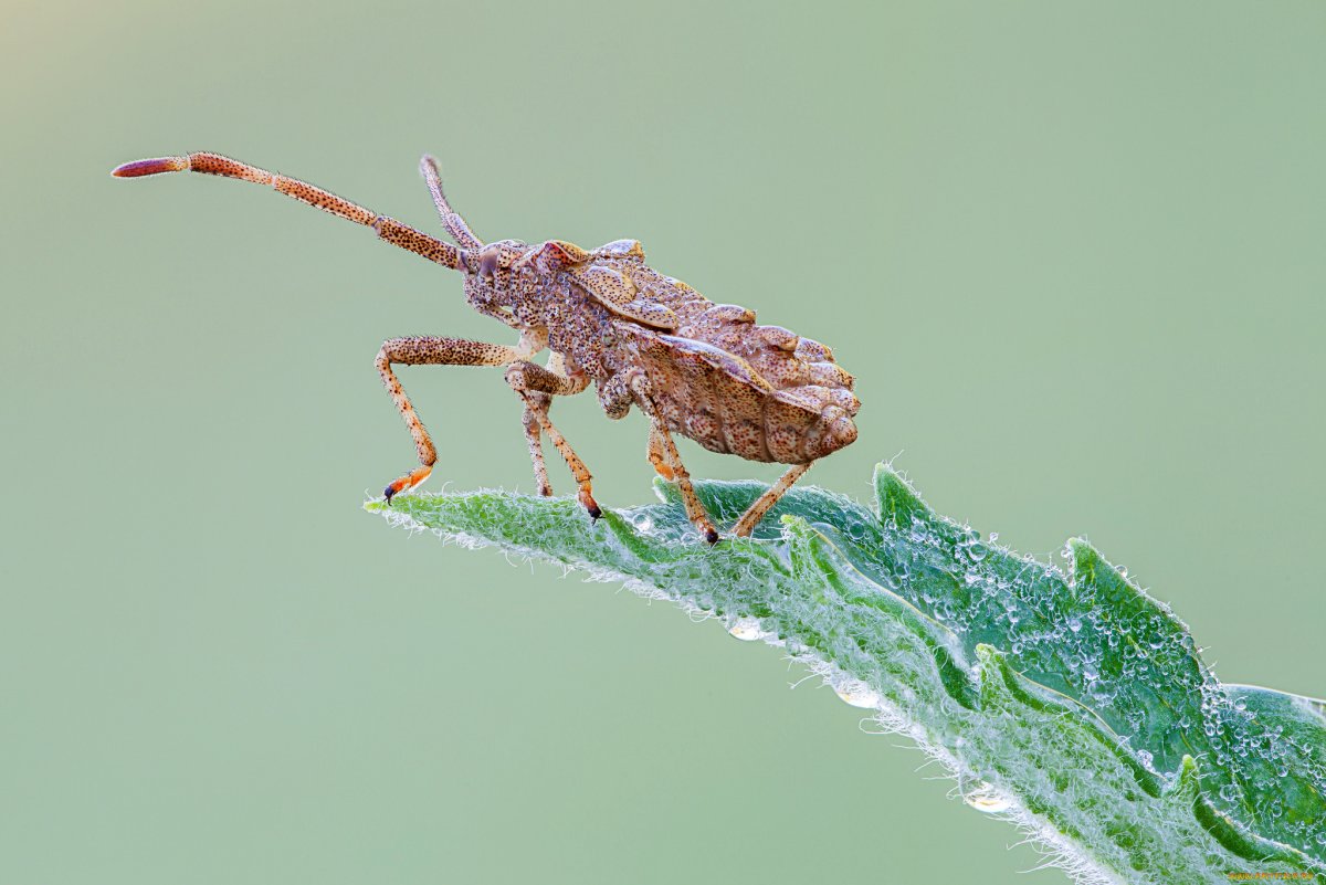 Азиатский Жук клоп