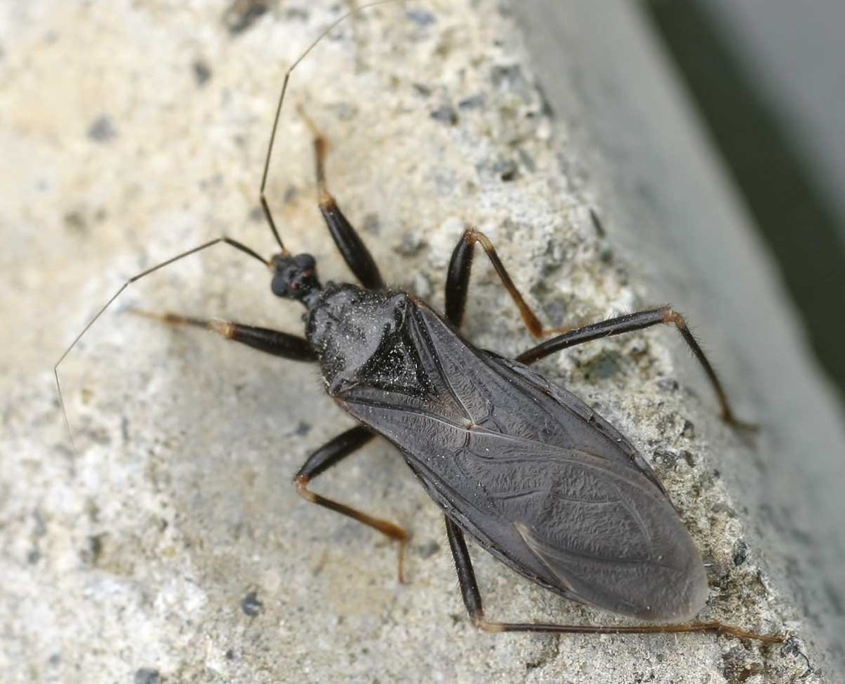 Клоп Редувий хищнец