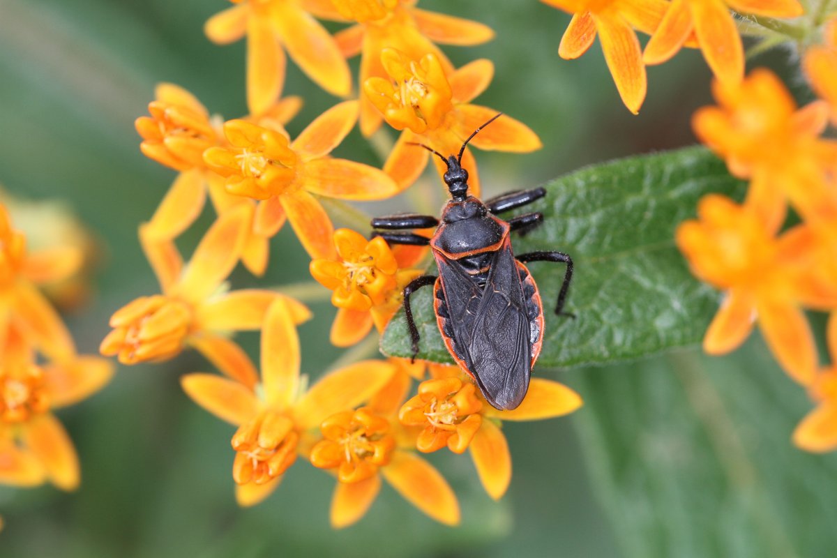 Клоп хищнец Assassin Bug