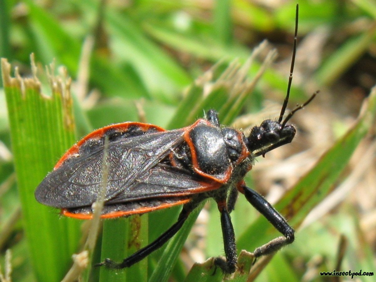 Клоп хищнец Assassin Bug