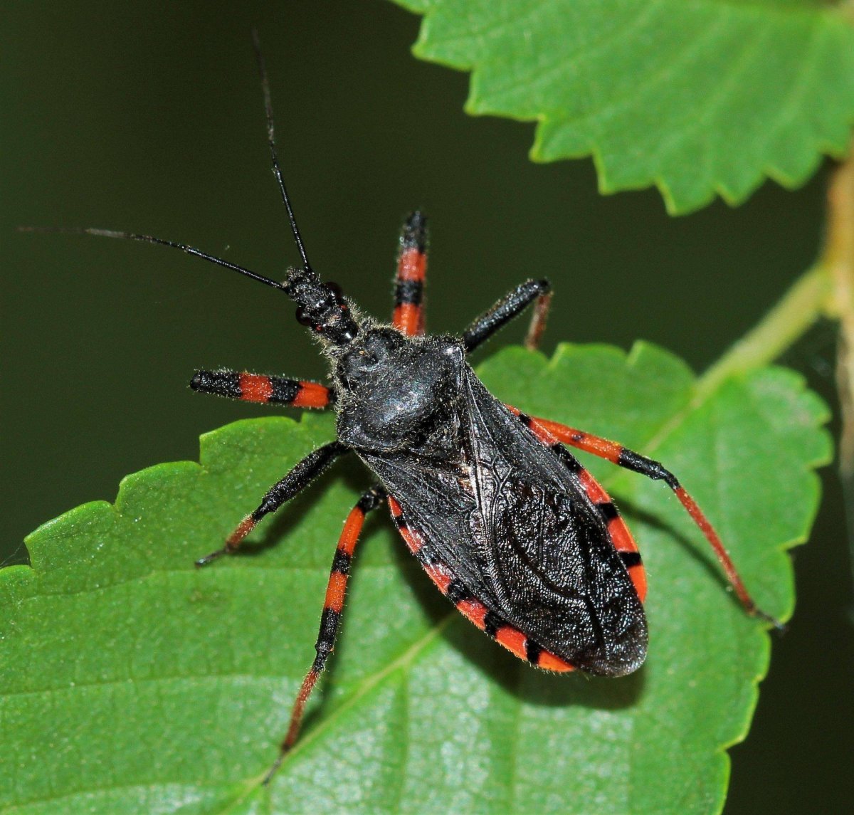 Хищнец Жук убийца