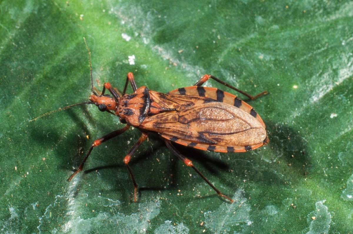 Клоп хищнец