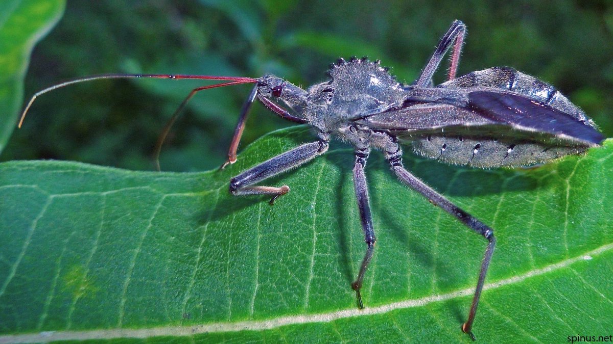 Жук Шагаса ядовитый