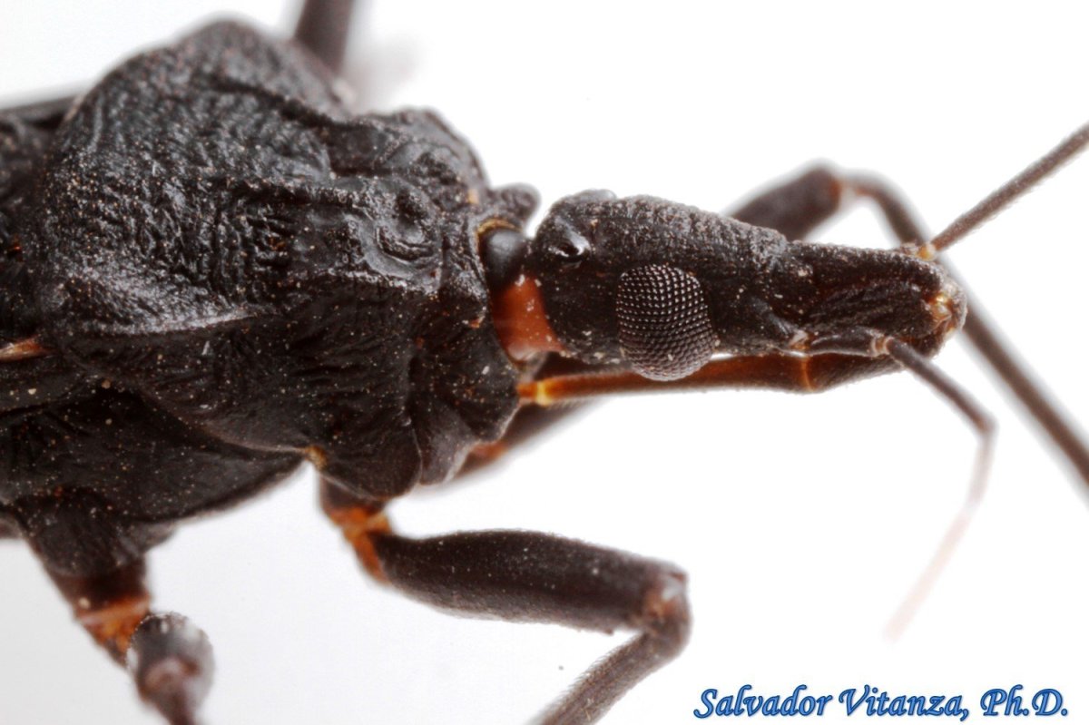 Триатомовый (поцелуйный) клоп