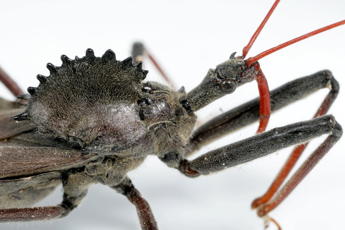 Клоп Редувий хищнец