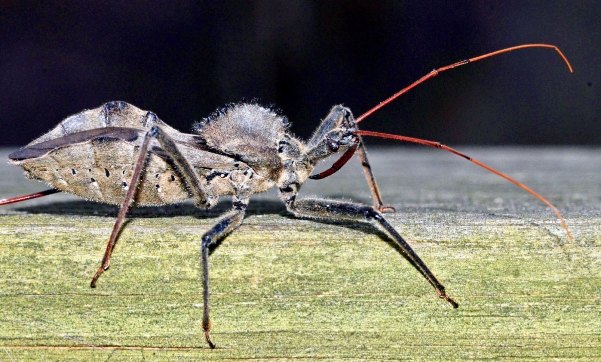 Жуки в цветах