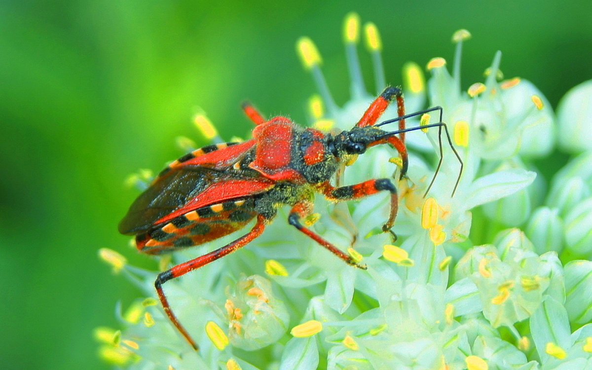Насекомые тропического леса