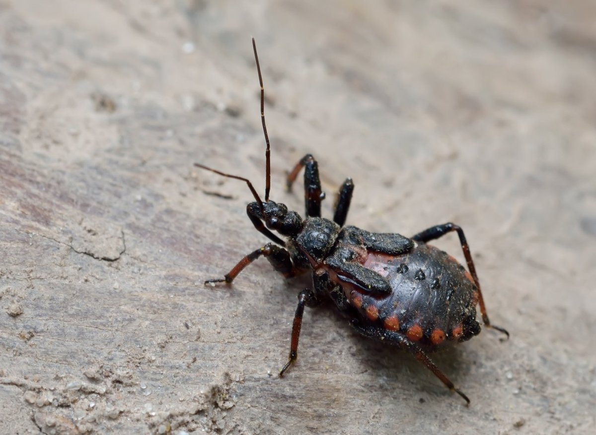 Клоп Редувий хищнец грязный
