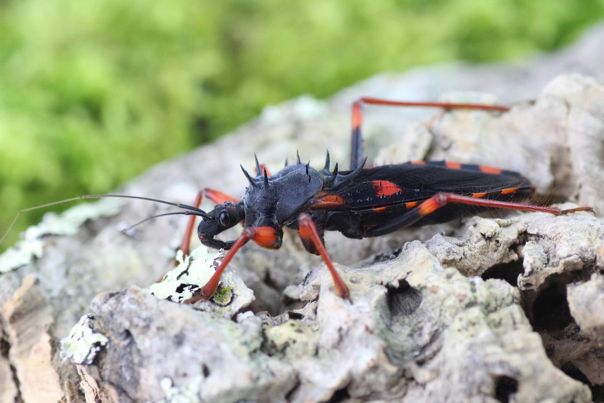 Жук хищнец черный