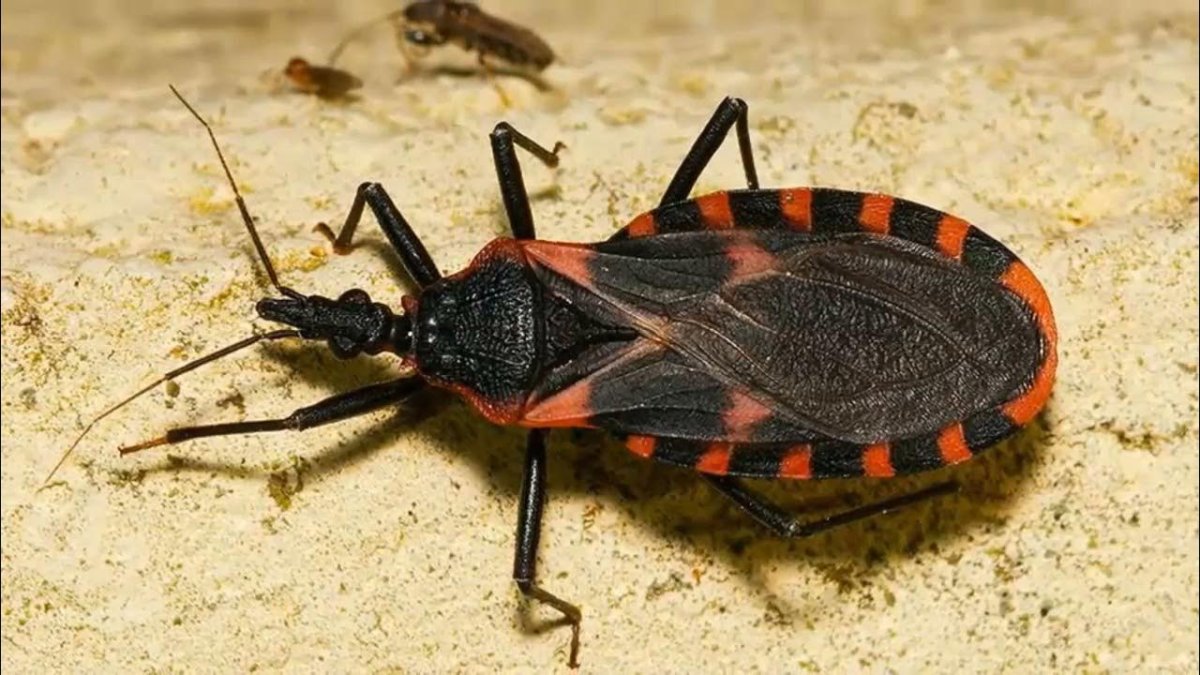 Триатомовый клоп