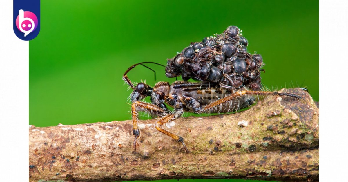 Двупятнистый клоп хищнец