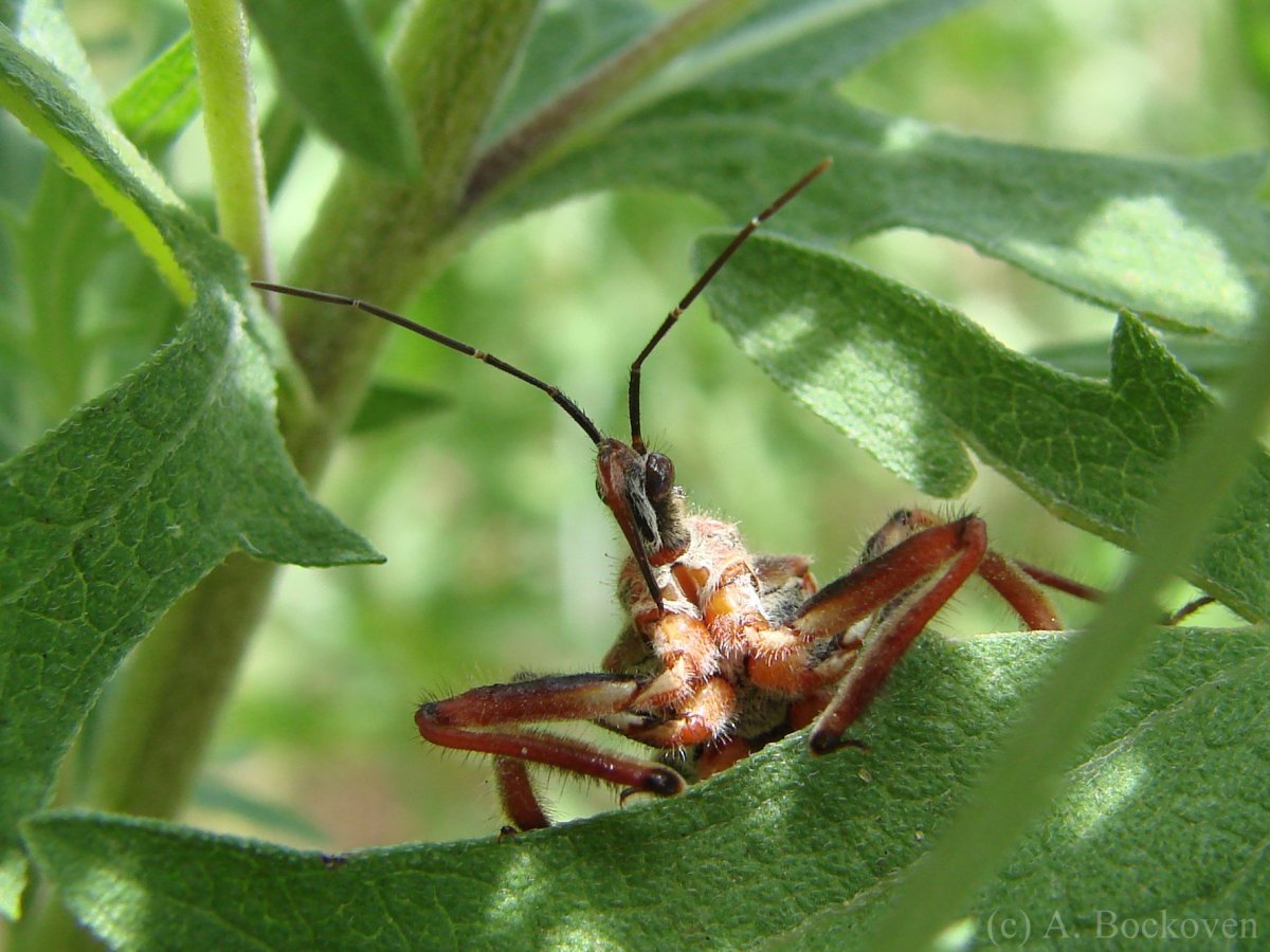 Клоп хищнец Assassin Bug