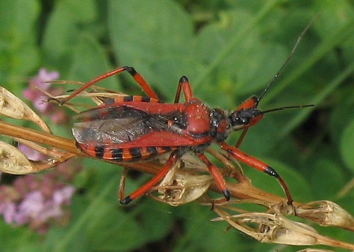 Rhynocoris iracundus