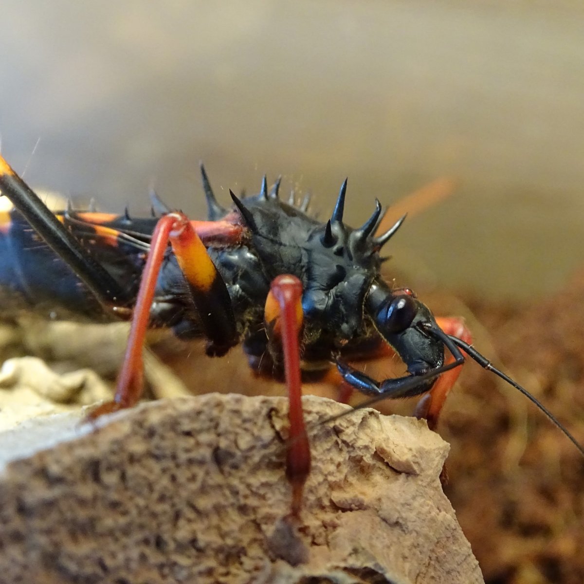 Rhynocoris iracundus