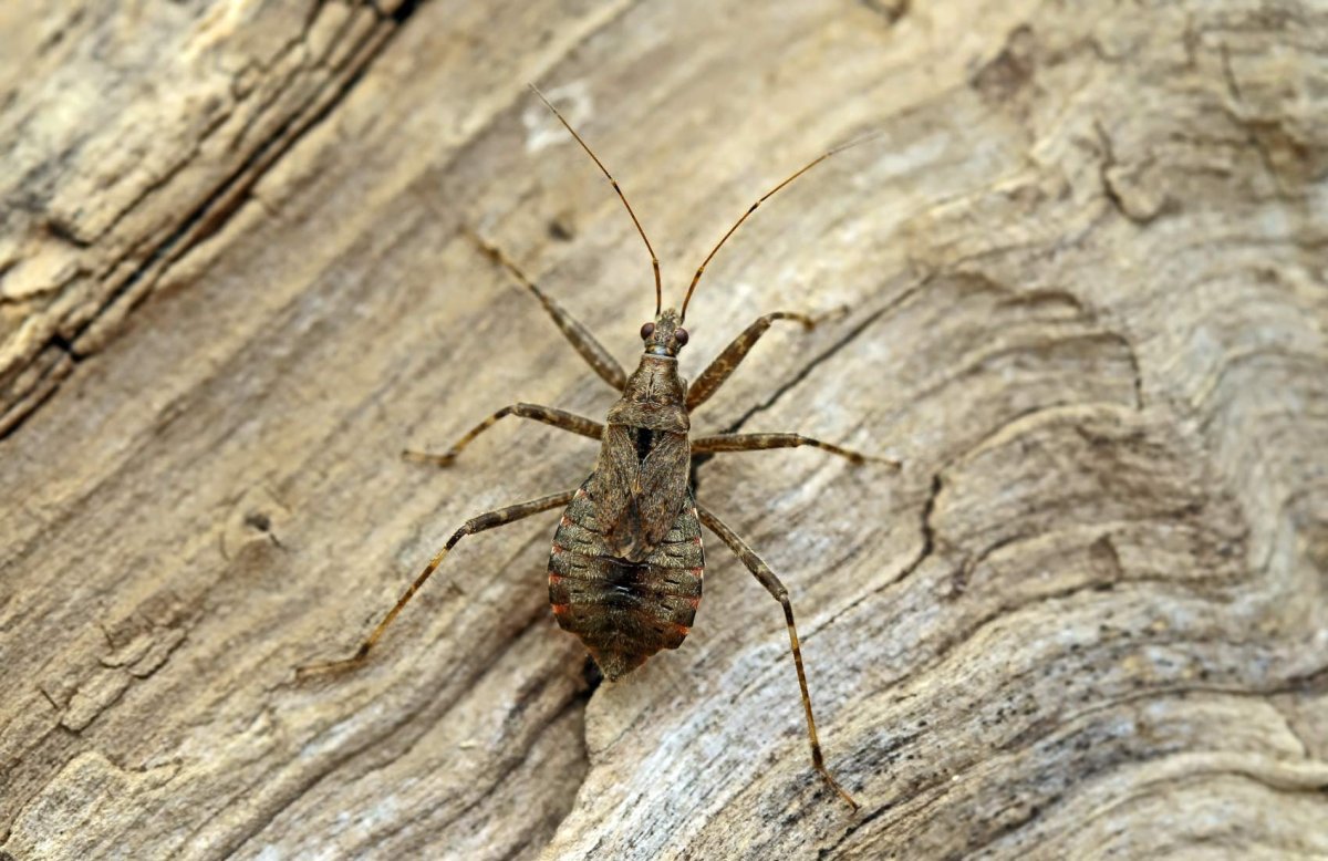 Жук Шагаса ядовитый