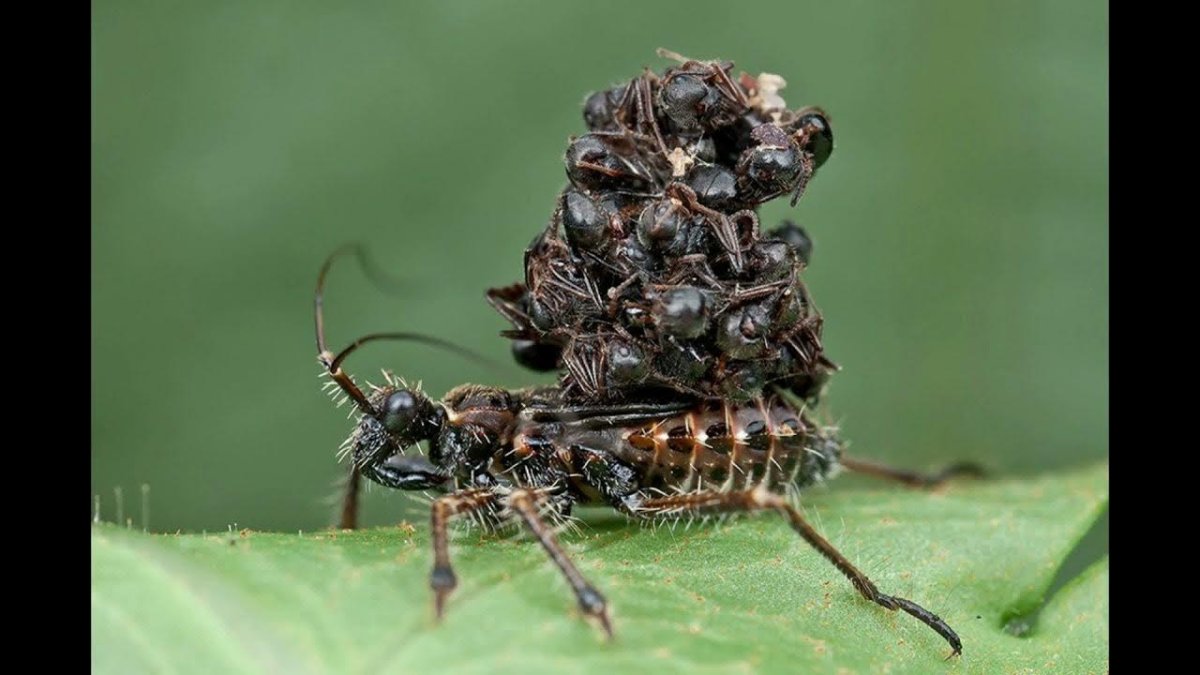 Триатомовый клоп