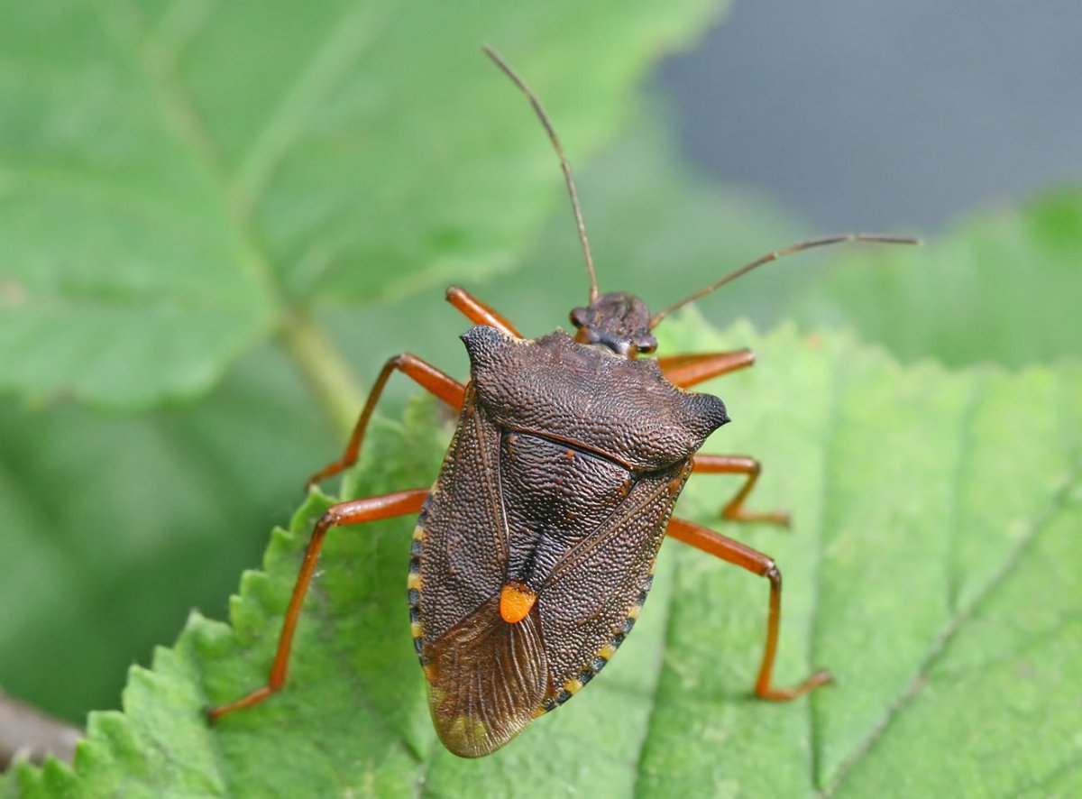 Nabis flavomarginatus