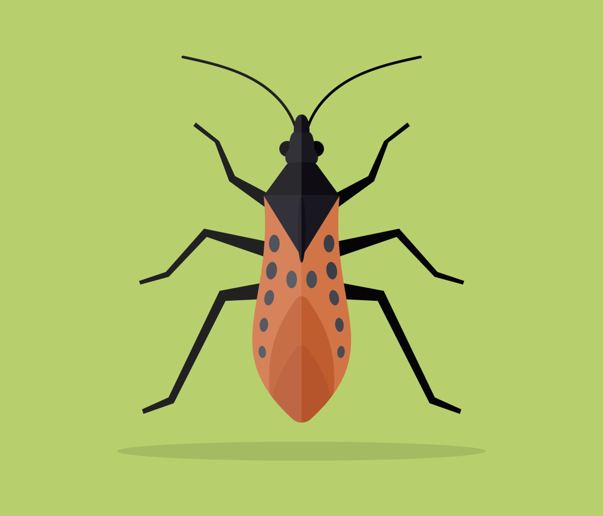 Триатомовый клоп латынь