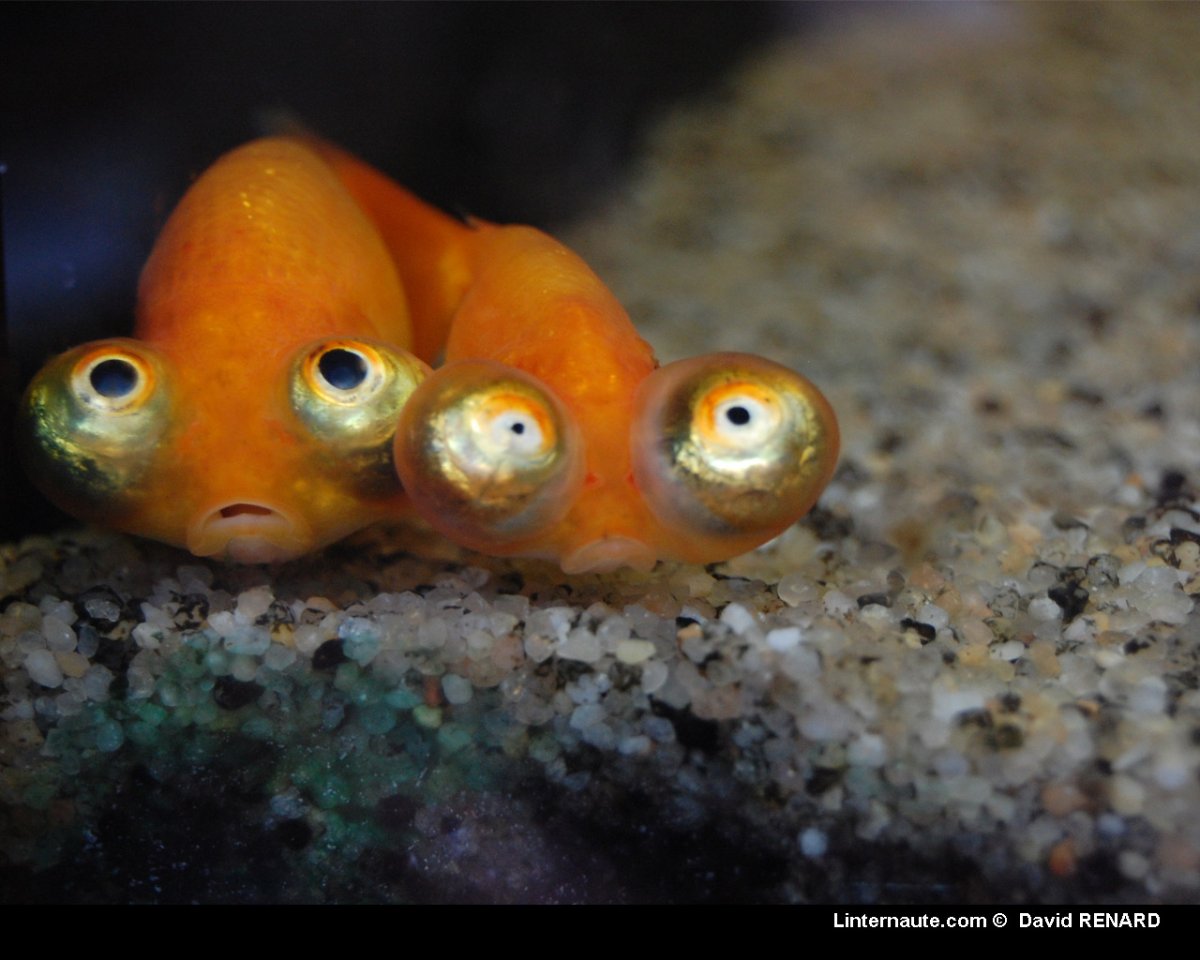 Маленькие прикольные рыбки