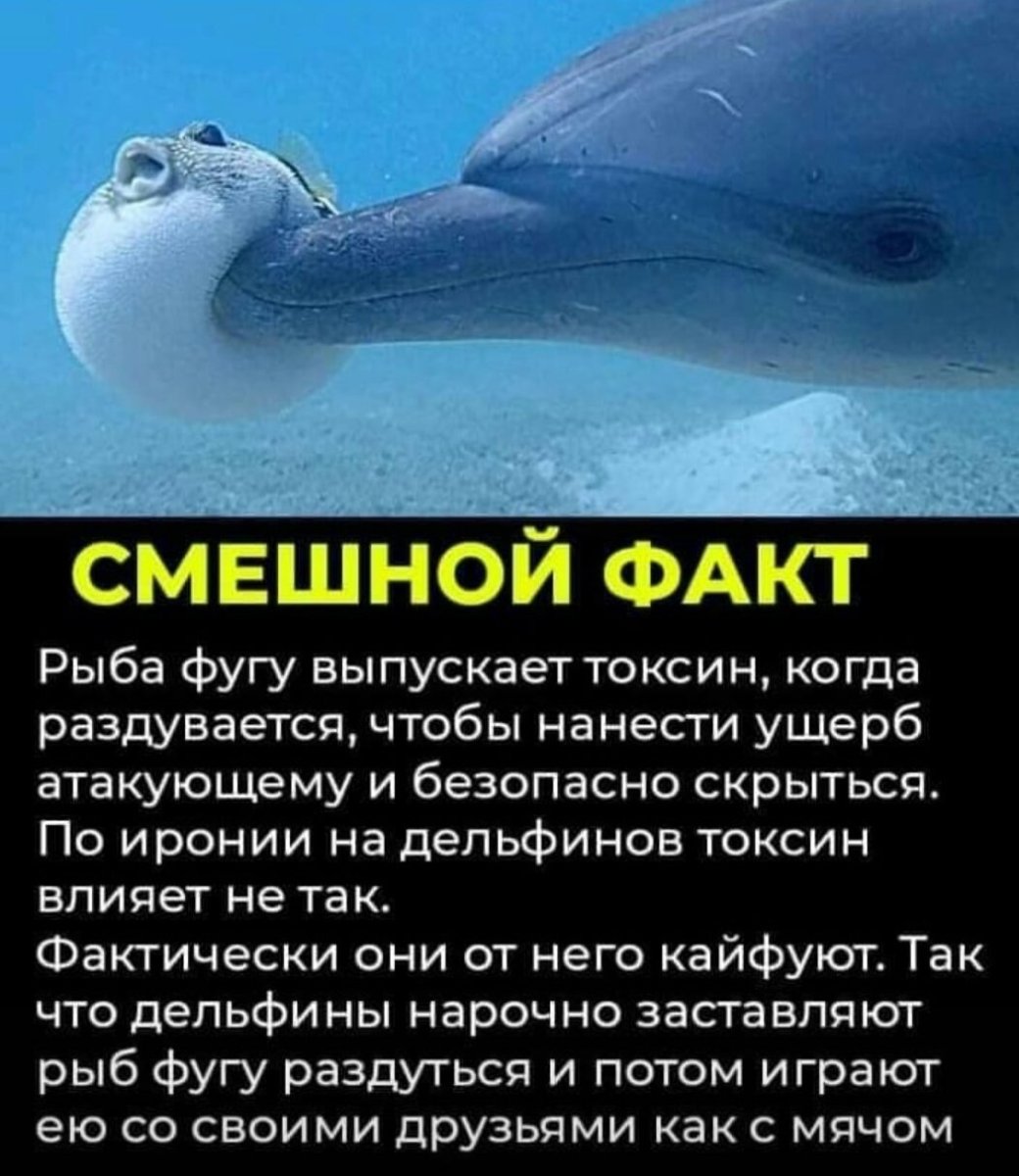 Стая рыб на белом фоне