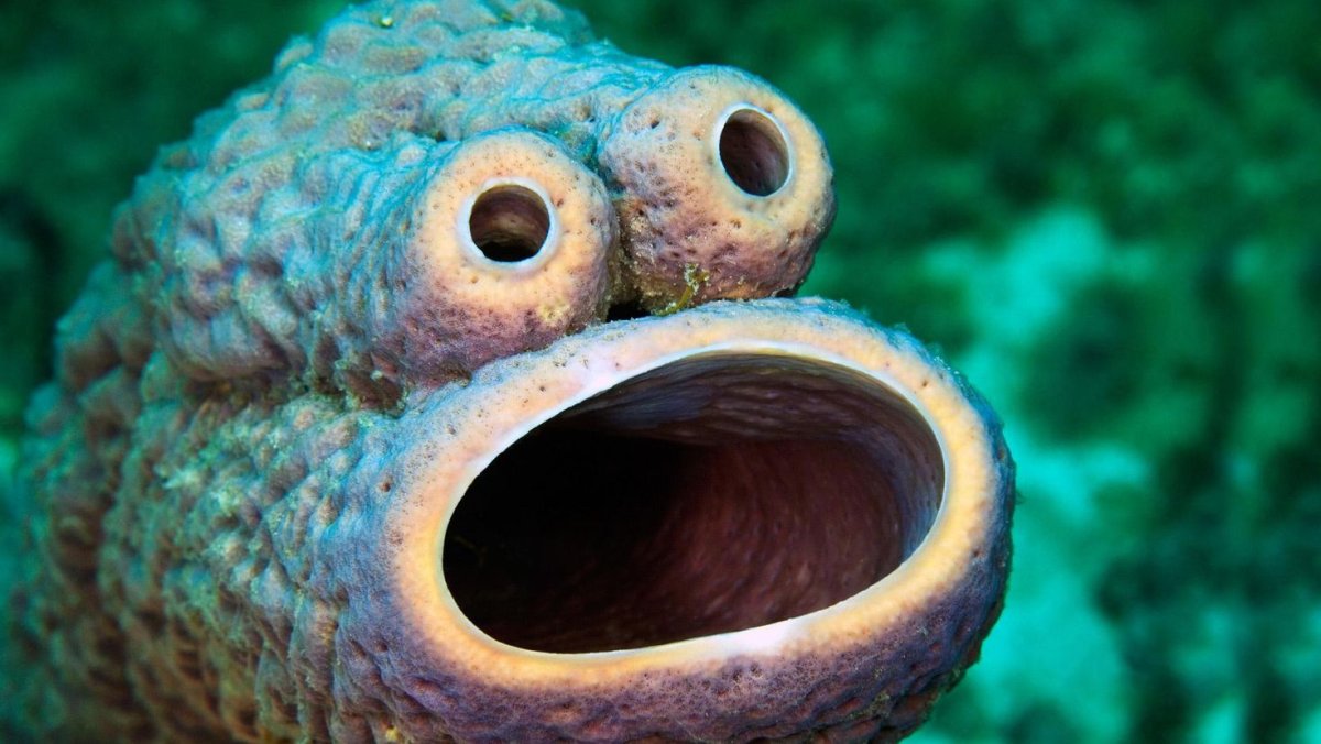 Рыба кролик Кипр