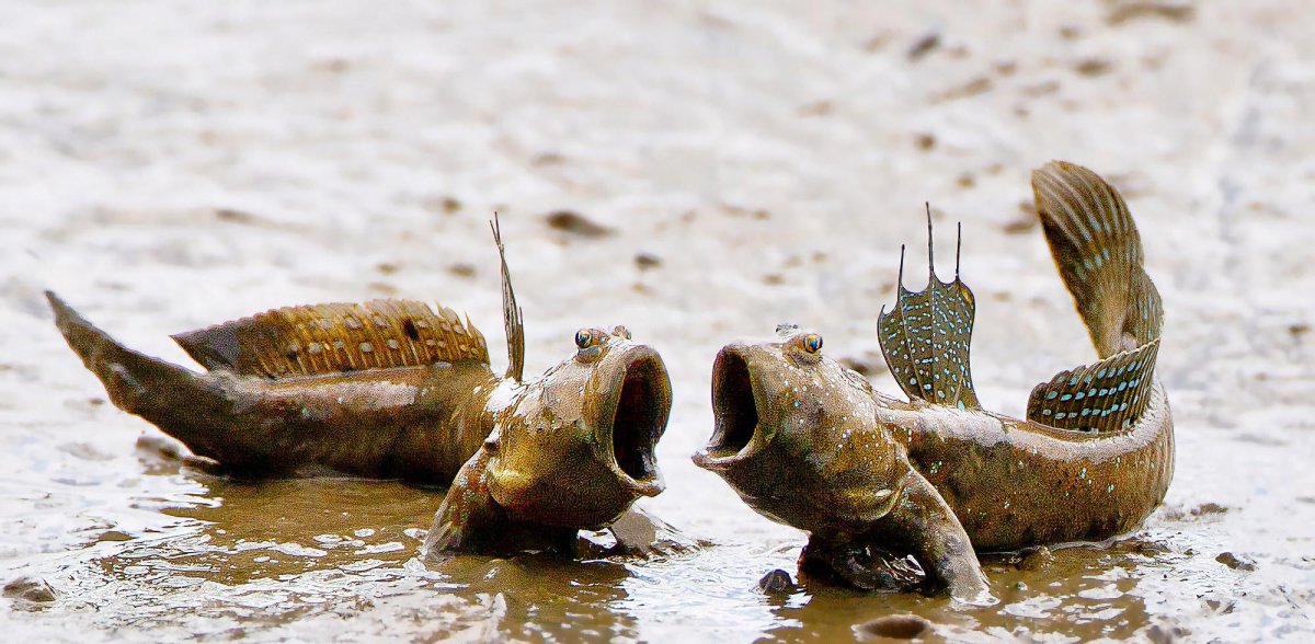 Отряд Химерообразные