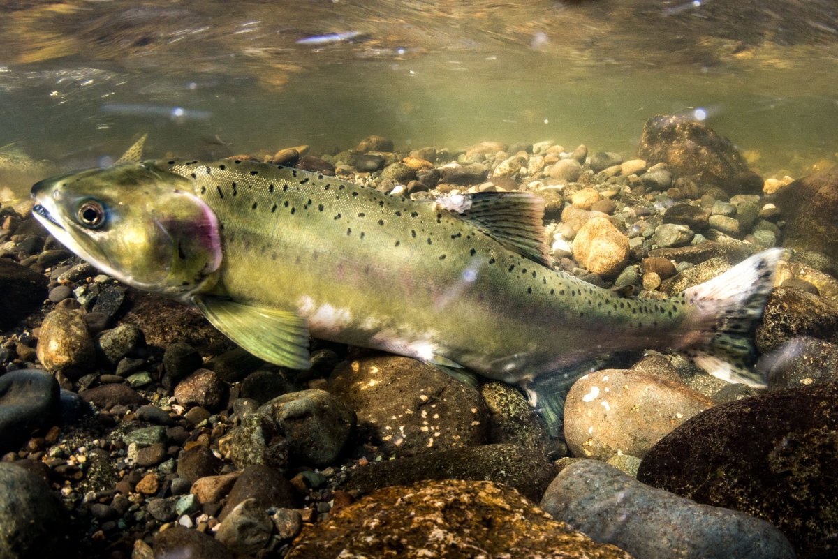 Аквариумные рыбки Барракуда